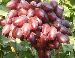 Виноград Кишмиш Близнюккупити