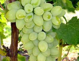 Виноград Кишмиш Грейтюдекупити