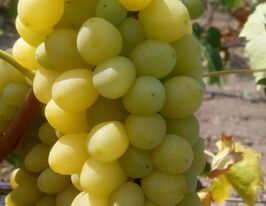Виноград Кишмиш Ілонкакупити