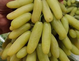 Виноград Кишмиш Ламборджинікупити