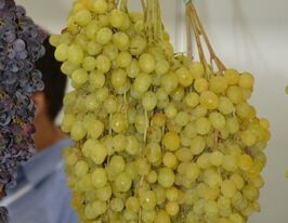 Виноград Кишмиш Соломіякупити