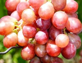 Виноград Лазурь купить