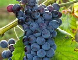 Виноград Отелло синякупити