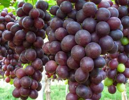 Виноград Резакіякупити