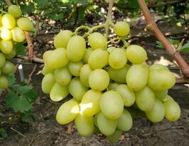 Виноград Сенатор Бурдакакупити