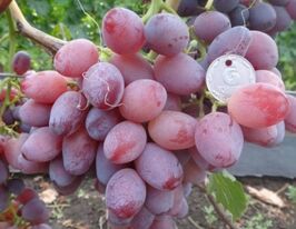Виноград Тайфункупити
