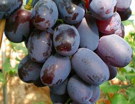 Виноград Фуршетный купить
