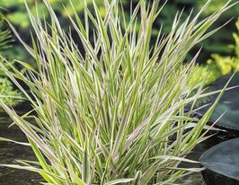 Канаркова очеретяна трава Пікта (Phalaris arundinacea Picta)купити