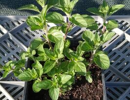 М'ята грушева (Mentha Pyrus)купити