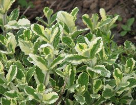 М'ята запашна Варієгата (Mentha suaveolens Variegata)купити