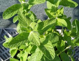 М'ята Коріандрова (Mentha Coriandrum)купити