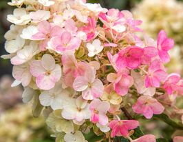Гортензія мітловидна Літтл Блоссом (Little Blossom)купити
