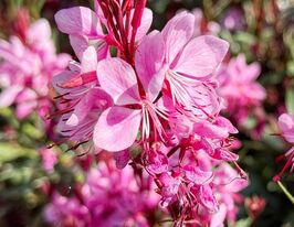 Гаура Гамбіт Роуз (Gambit Rose)купити