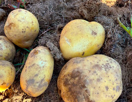 Картофель Камелия купить