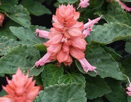 Сальвія блискуча Редді малиновакупити