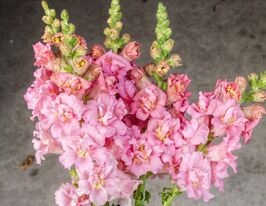 Львиный Зев Мадам Баттерфляй F1 розовый купить