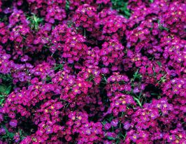 Аліссум (Лобулярія) морський Вандерленд темно-рожевийкупити
