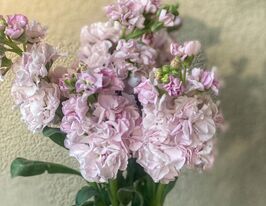 Левкой матіола Кетс черрі блоссомкупити