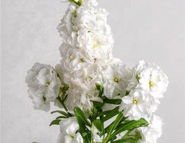 Левкой матіола Хот Кейк білакупити