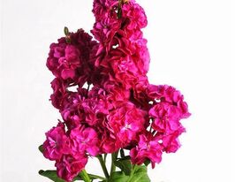 Левкой матіола Хот Кейк малиновакупити