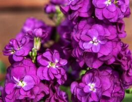 Левкой матиола Хот Кейк пурпурная купить