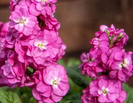 Левкой матиола Хот Кейк розовая купить