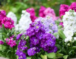 Левкой матиола Хот Кейк смесь купить