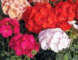 Пеларгония зональная Буллс Ай F1 смесь купить