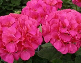 Пеларгония зональная Симона F1 купить