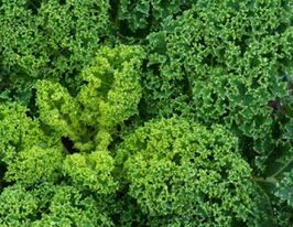 Капуста Кучерявая Капрал купить