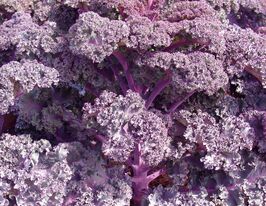 Капуста Кучерявая Скарлет купить