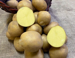 Картофель Медея купить