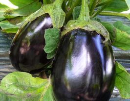 Баклажан Чемодан F1 купить