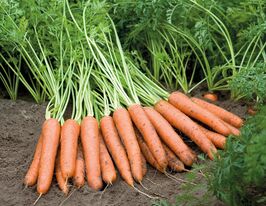 Морква Наполі F1купити