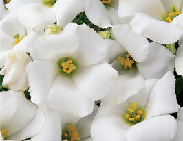 Эустома низкорослая Сапфир F1 белая купить