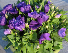 Еустома низькоросла Сапфір F1 синякупити