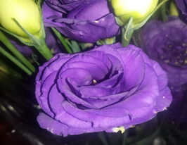 Эустома крупноцветная махровая Розита F1 голубая купить