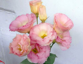 Эустома крупноцветная махровая Розита F1 шампань купить