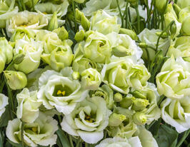 Еустома великоквіткова махрова Розіта F1 грінкупити