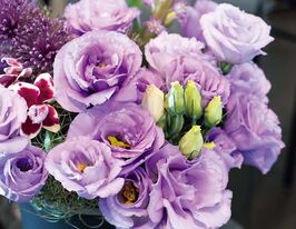 Эустома крупноцветная махровая Розита F1 лавандовая купить