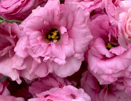 Эустома крупноцветная махровая Розита F1 пинк  купить