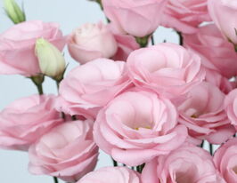 Эустома крупноцветная махровая Розита F1 пинк флеш купить