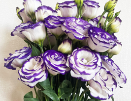 Эустома крупноцветная махровая Розита F1 пурпурно-белая купить