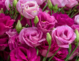 Эустома крупноцветная махровая Розита F1 красная купить