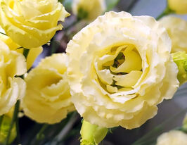 Эустома крупноцветная махровая Розита F1 желтая купить