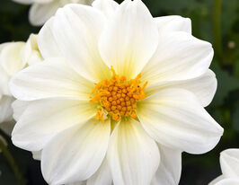 Георгина Фигаро F1 белая купить