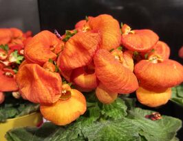 Кальцеолярія гібридна Данті F1 бронзовакупити