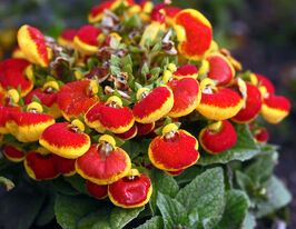 Кальцеолярія гібридна Данті F1 червоно-жовтакупити