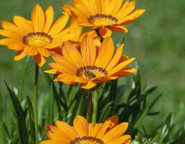 Газанія гібридна великоквіткова Зані F1 помаранчевакупити