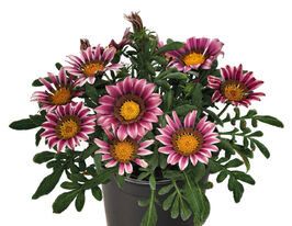 Газанія гібридна великоквіткова Зані F1 рожевакупити